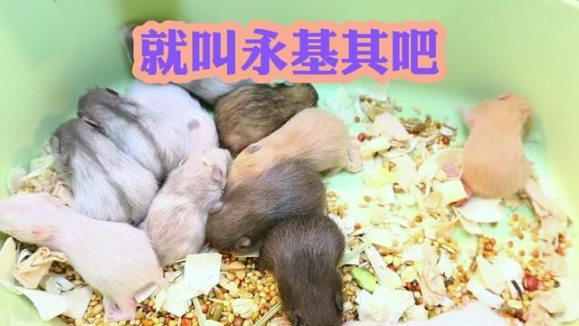 就叫永基 #如懿鼠 #asmr助眠视频 #金丝熊宝宝