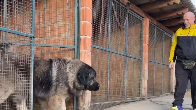 我蹂躏了高加索,欺负猛犬的快乐你根本想象不到,最后一个大彩蛋高加索猛犬铲屎官的快乐撸狗