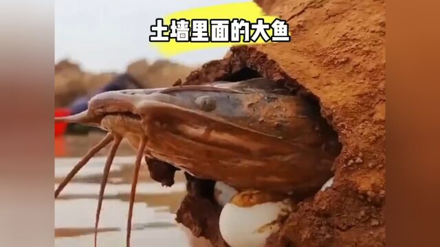 户外捕鱼 #我的乡村生活