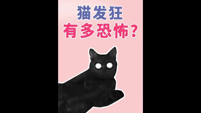 猫发狂有多恐怖!咬人猫行为解析#萌宠成精了