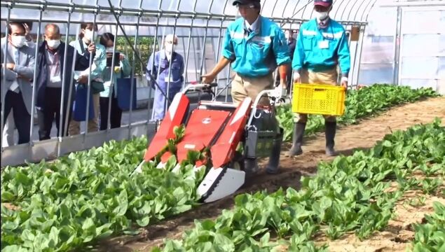 日本农民新进的收菠菜小机械、在教农民他们如何使用#日本