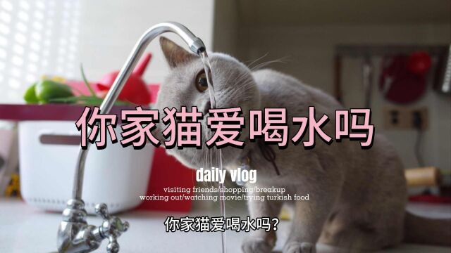 猫不喜欢喝水?骗猫喝水的六个小技巧