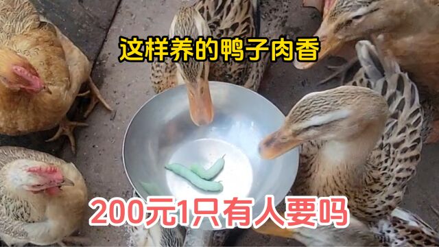 这样养鸭肉香,打算卖200元一只,有人要吗?