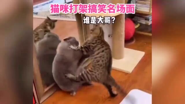 盘点那些猫咪打架搞笑名场面 #搞笑 #萌宠 #猫咪 #猫咪打架 #专治不开心