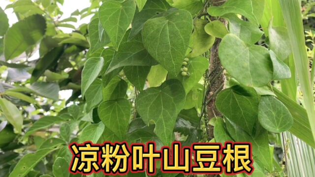 进山寻找山豆根植物做凉粉,学名叫作“粉叶轮环藤”,你家乡有吗