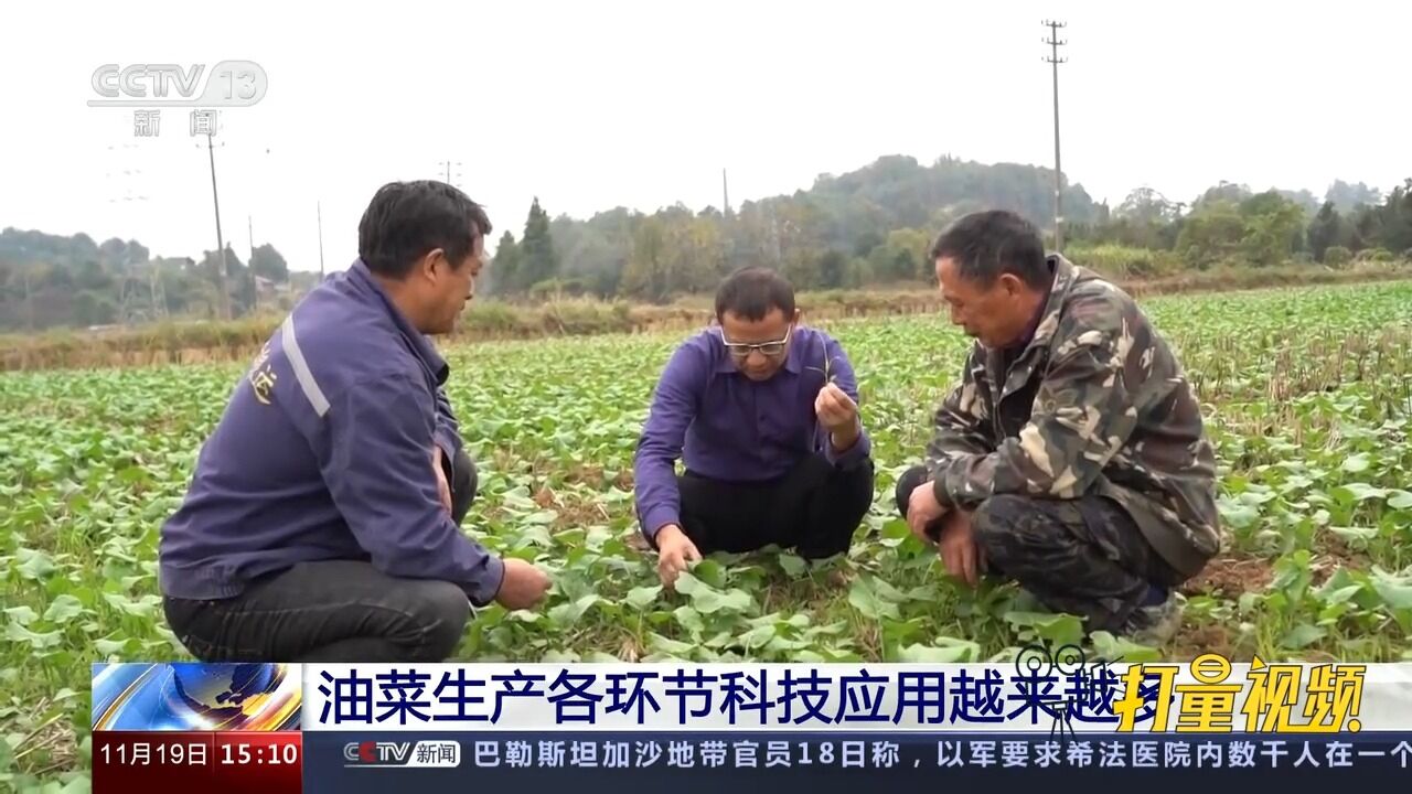 油菜生产各环节科技应用越来越多