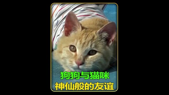 狗狗与小猫神仙般的友谊