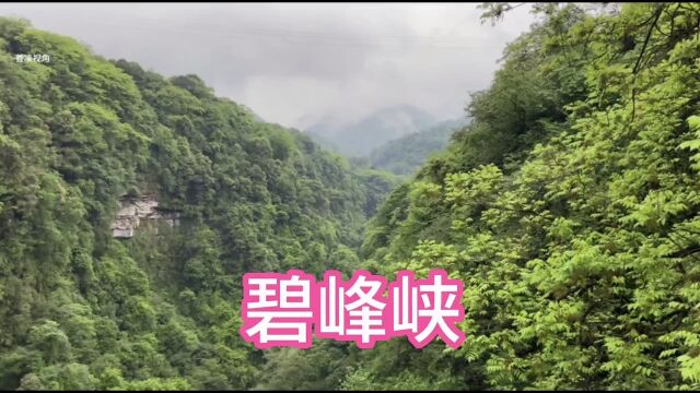 在四川雅安碧峰峡景区看到的情景