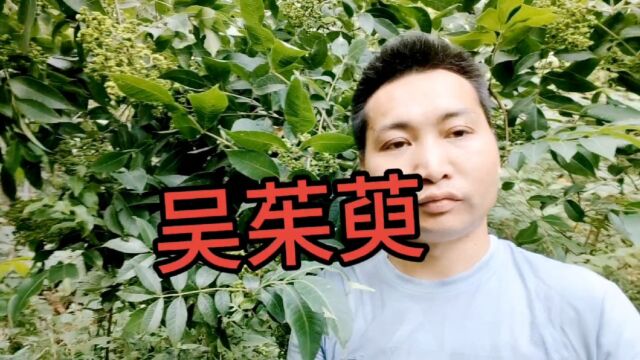 吴茱萸:药食两用