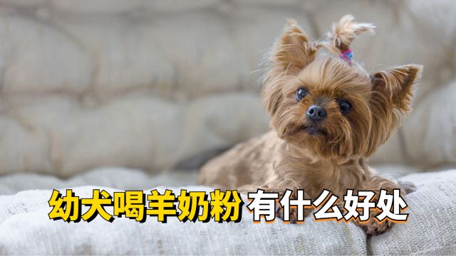 幼犬喝羊奶粉有用吗?养狗人看过来