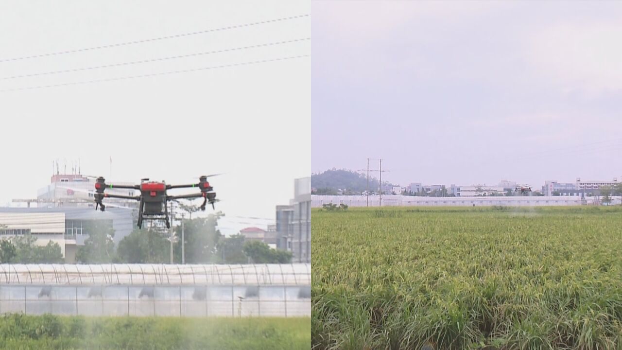 警惕农作物病虫害高发!大风强降雨后 及时分析虫情趋势