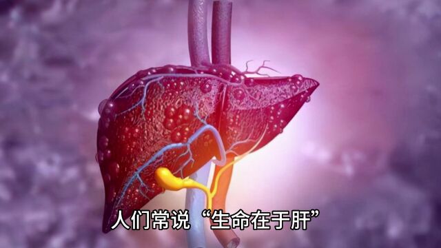 肝不好怎么修复