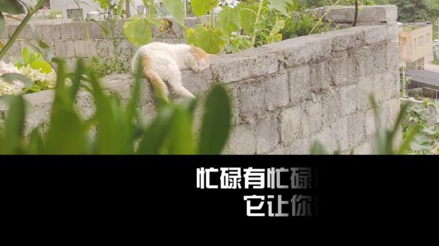 猫咪的智慧人生