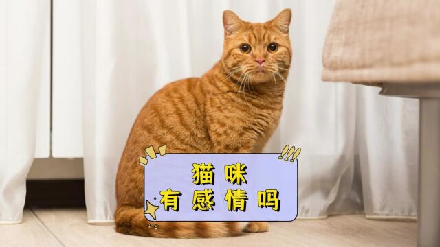 猫有没有感情?看完就知道了!