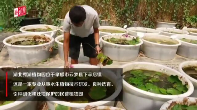 云梦建成全省首家民营水生植物种质资源库