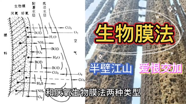 污水处理行业的半边天:生物膜法工艺