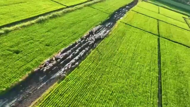 美丽风光引客来 梅里斯民族旅游搅热区域经济