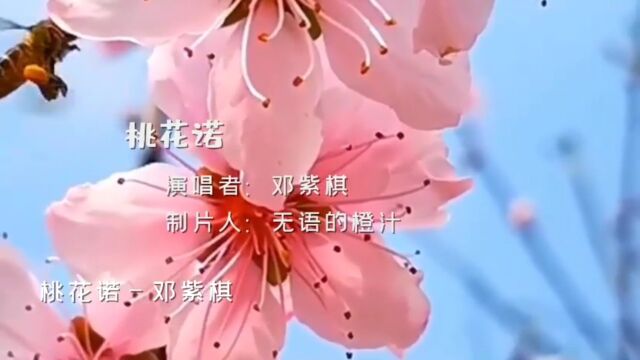 桃花诺,青春如诗,我们如歌#带你看世界 #治愈系