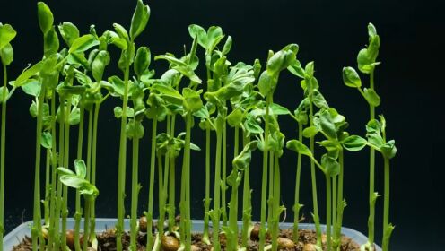 第07期：慢镜头下的植物世界！来看看豌豆的生长延时摄影，15天4K视频神奇的生存韵律