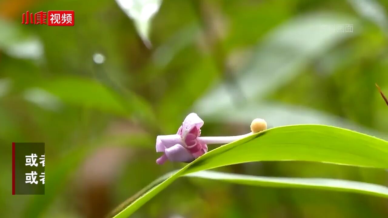 依法惩治破坏森林资源 最高法发布这一司法解释 今日起施行