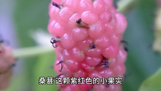 桑葚的功效与作用