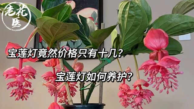 宝莲灯竟然价格只有十几?宝莲灯如何养护?