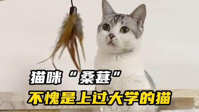 猫咪“桑葚”坐拥200万粉丝 网友:不愧是上过大学的猫