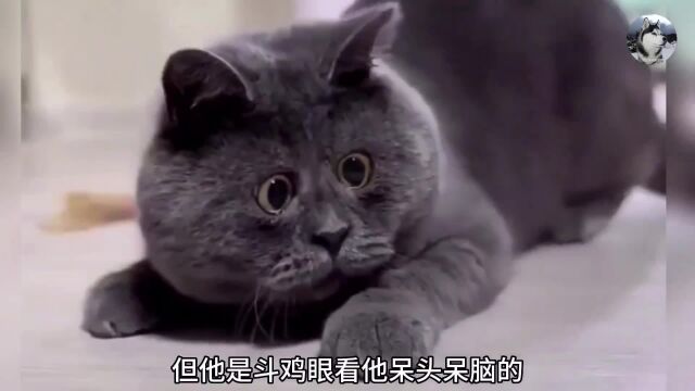 有人发了一只长相奇怪的猫,结果网友们纷纷表示不服