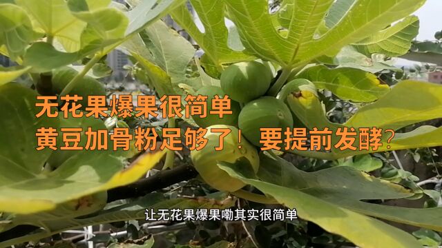 无花果爆果很简单,黄豆加骨粉足够了!要不要提前发酵?