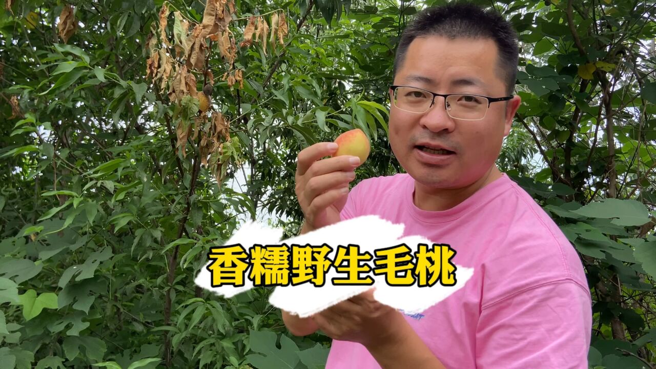 野生的毛桃更香糯