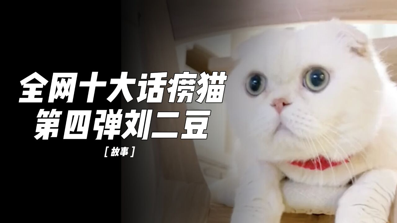 猫界顶流“刘二豆”断更之谜,看看人家是怎样做到千万粉丝的.