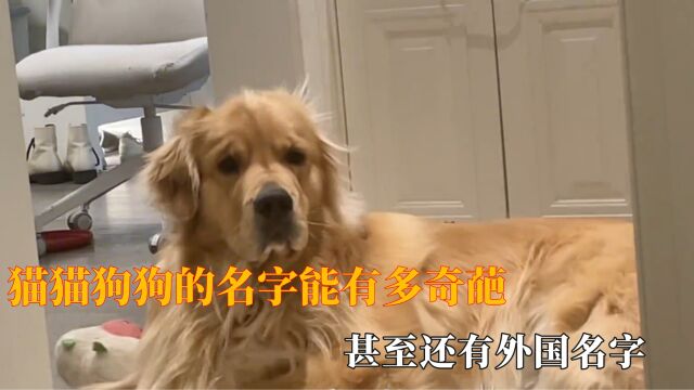 猫猫狗狗的名字能有多奇葩,连名带姓就算了,甚至还有外国名字