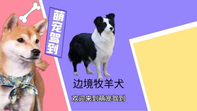 【萌宠驾到】边境牧羊犬有什么特征?边境牧羊犬性格怎么样?