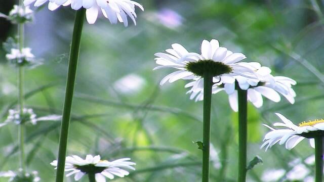 纯音乐Quiet Voice(寂静之声)Helen Jane Long