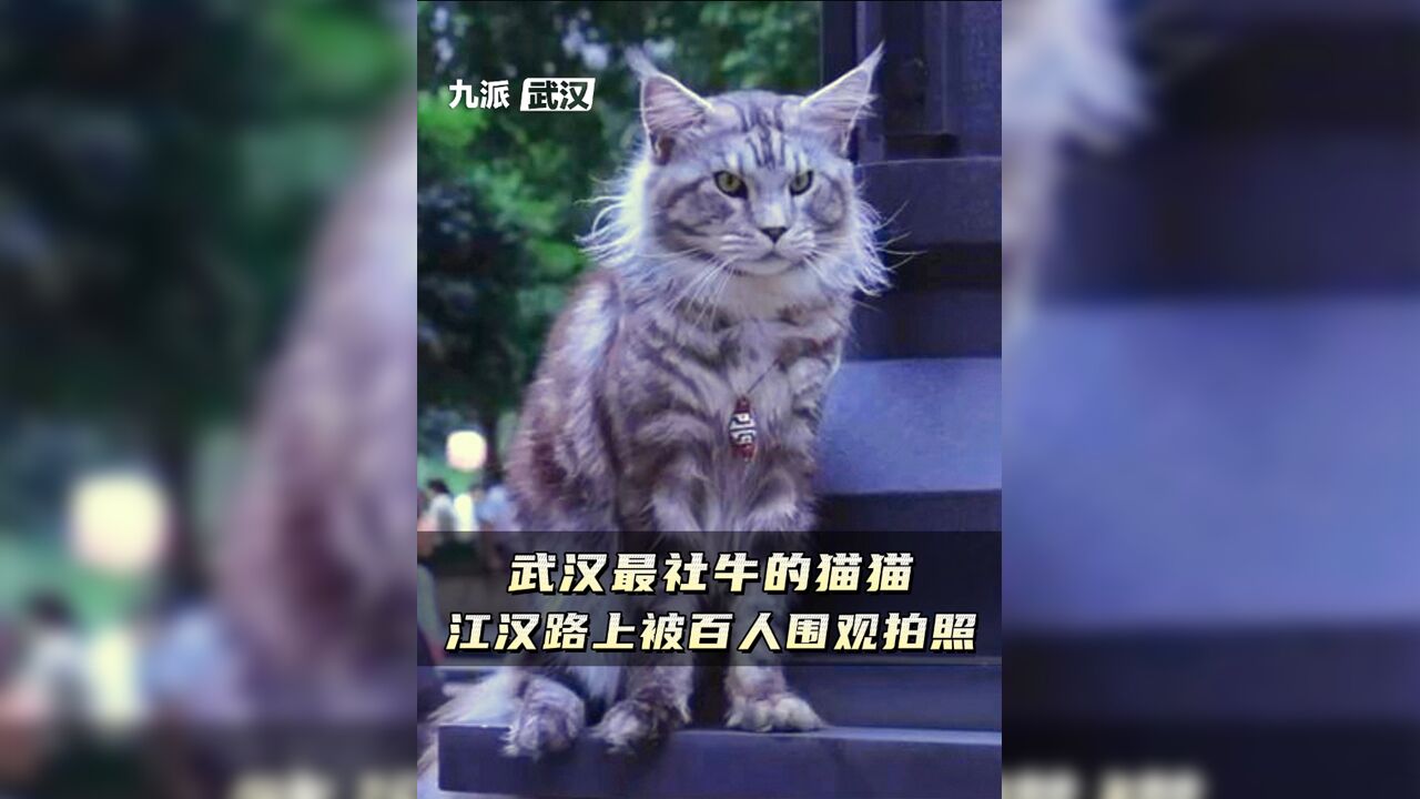 武汉最社牛的网红猫猫:在江汉路被百人围观拍照