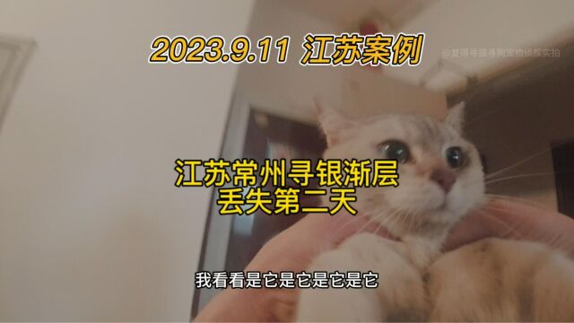 江苏常州寻银渐层