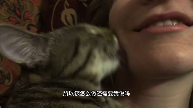 猫为什么总舔你?舔不同部位代表的不同含义你中招几个猫猫咪的迷惑行为宠物知识宠物科普猫咪喵星人