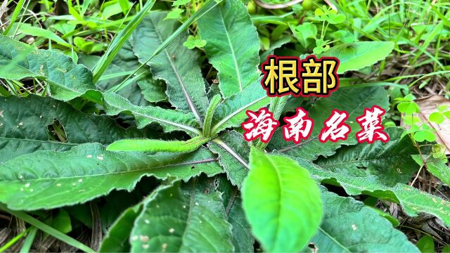 客家的“土人参”地胆头,竟是海南名菜主料,您家乡有吗?