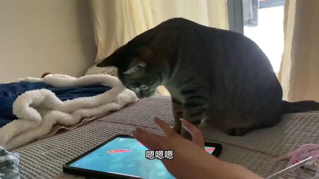 狸花猫也沉迷电子游戏了