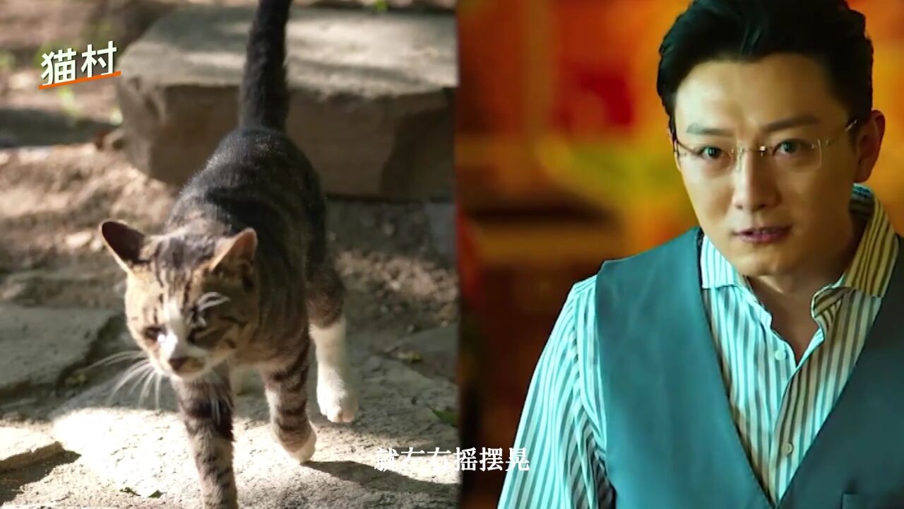 猫界高启盛,脑神经受损,在猫村重获新生|我们和它们