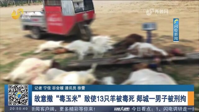 羊到自己地里吃草,男子为泄愤竟故意撒“毒玉米”,毒死13只羊