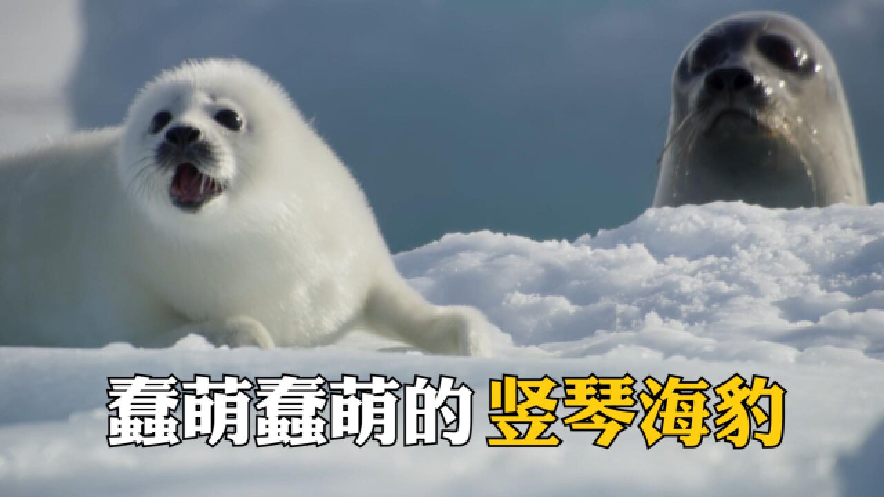 冰雪中的微笑天使,萌死人不偿命的竖琴海豹