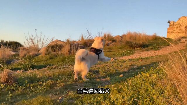 俄罗斯人培育出来的六边形战士犬种,东德牧羊犬了解一下