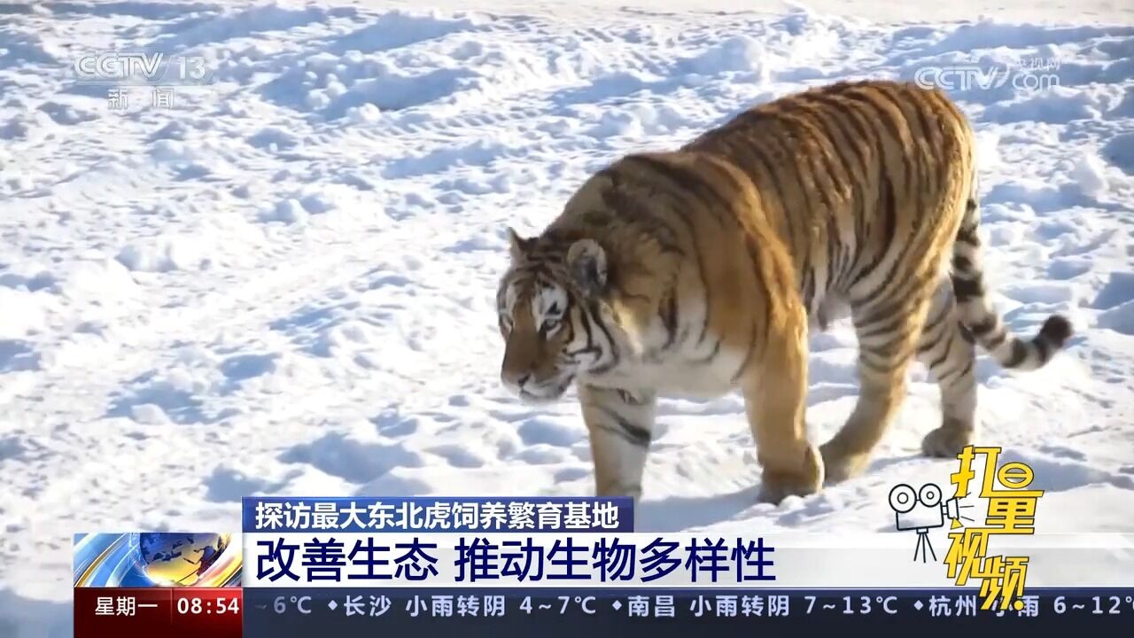 探访最大东北虎饲养繁育基地:改善生态,推动生物多样性