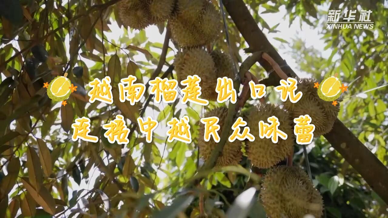 越南榴莲出口记:连接中越民众味蕾