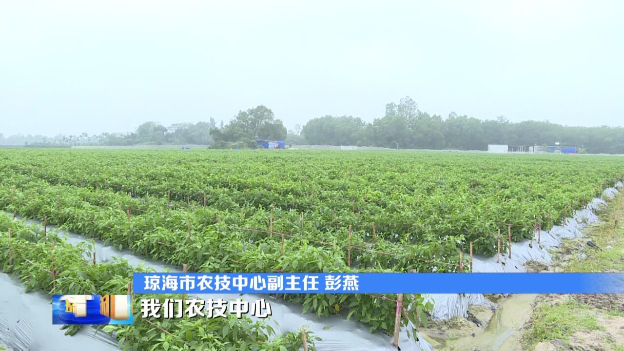 琼海市农技中心专家到基层指导农户做好瓜菜防寒工作