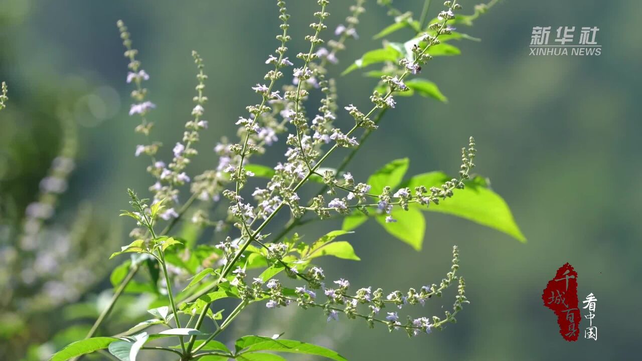 千城百县看中国|寻闽味:宣和米冻