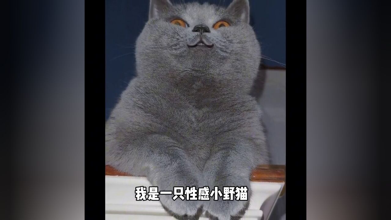 一只性感小野猫