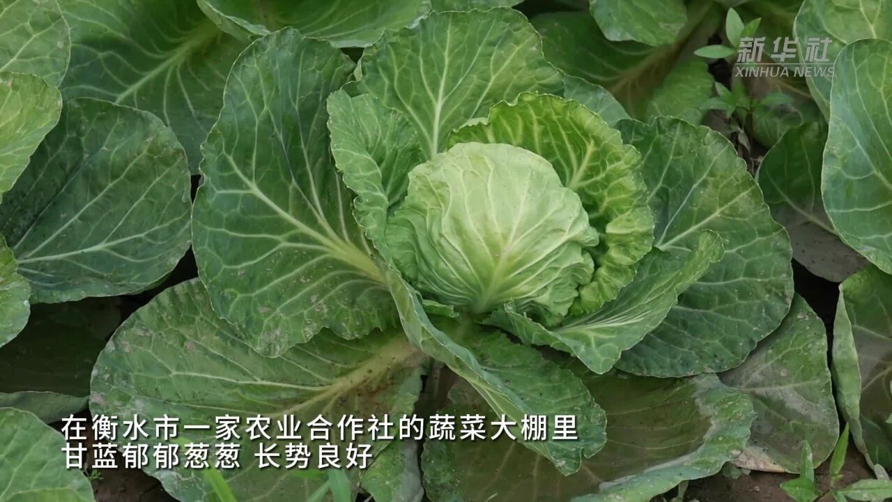 河北衡水:高品质蔬菜 丰富北京百姓餐桌