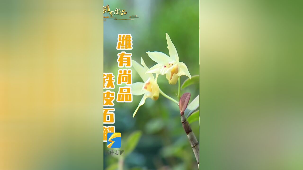 潍坊:用一株“仙草”打造高标准新型农旅综合体